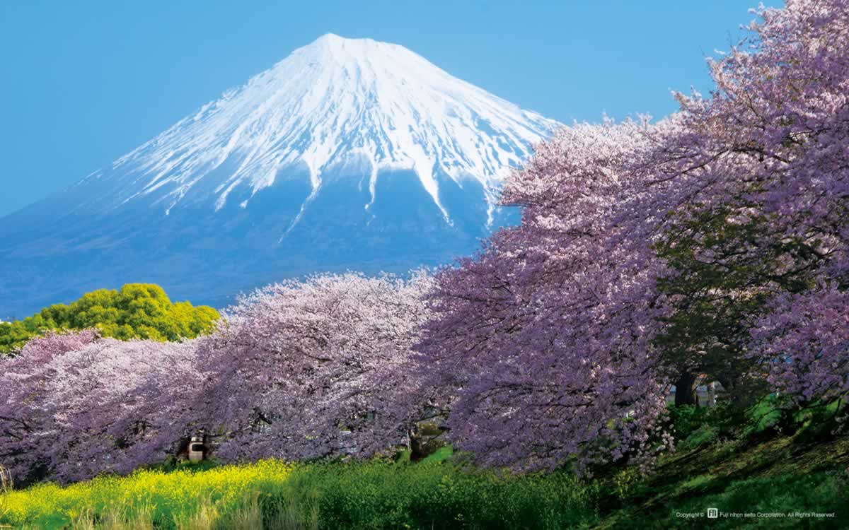 桜満開、祝合格