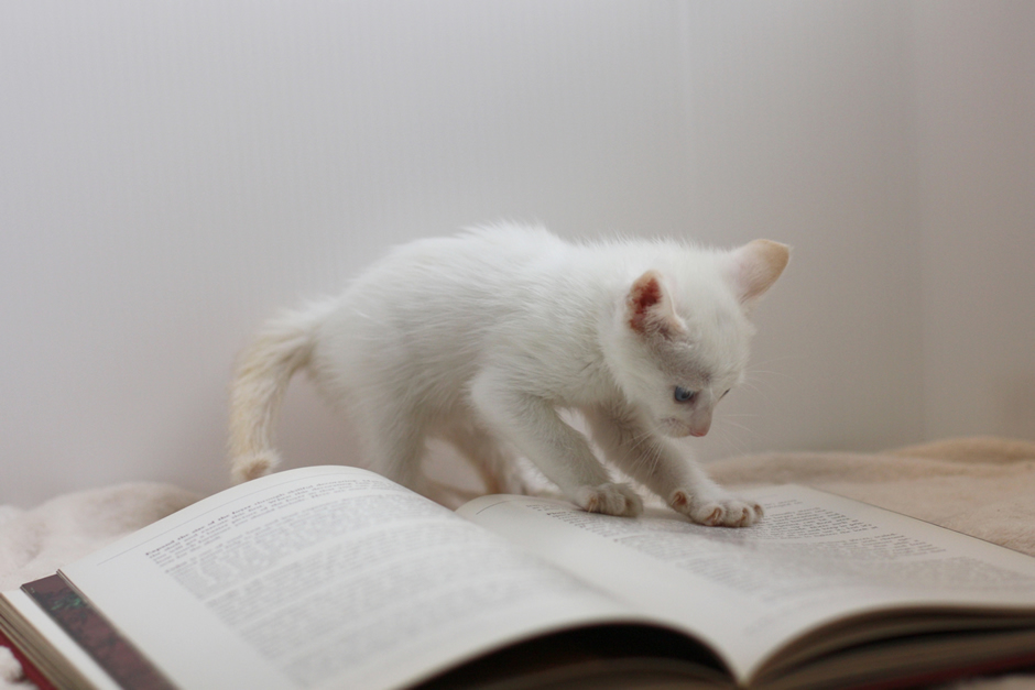 熱心に英語の勉強する猫