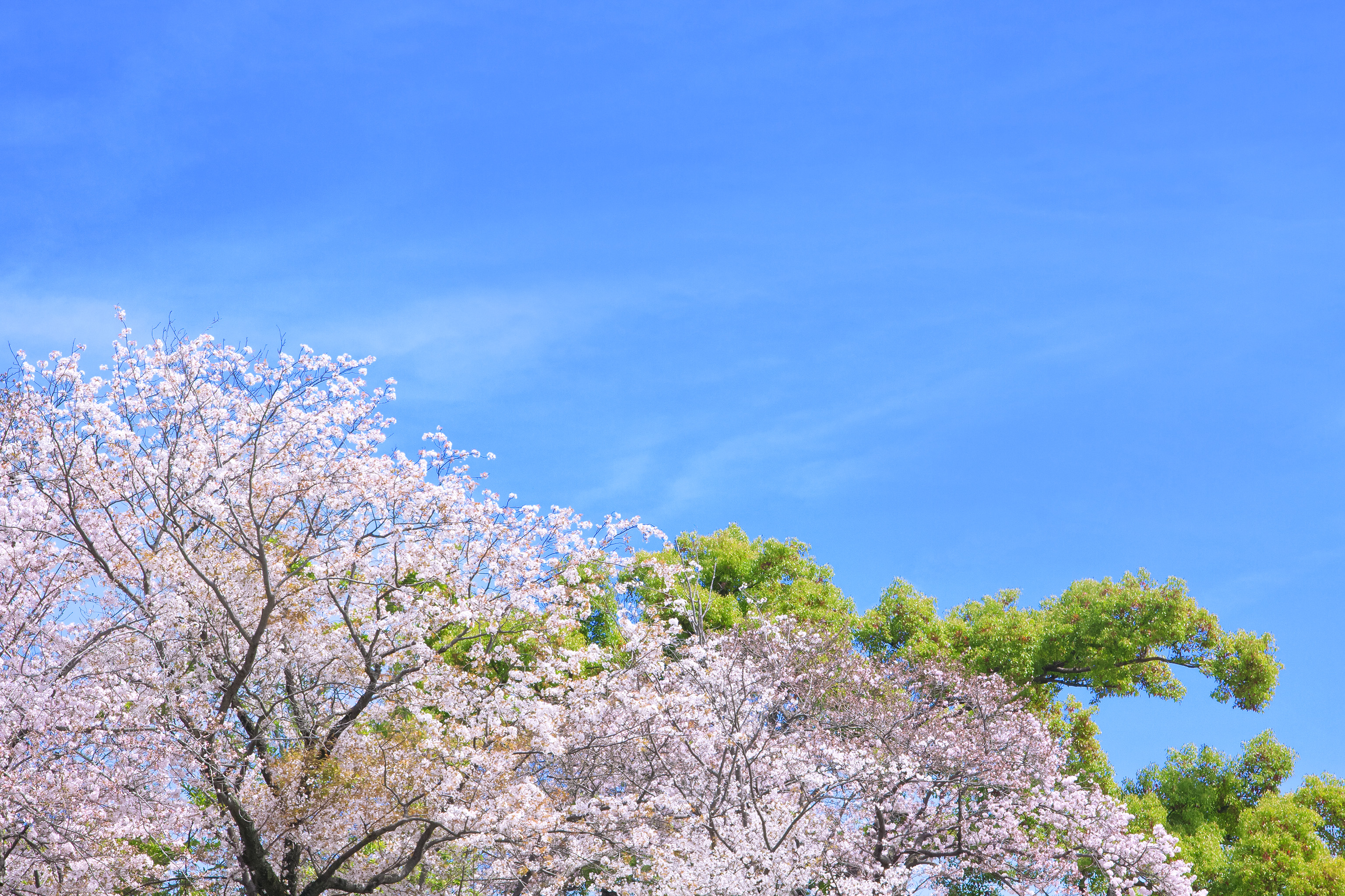 合格！桜堤