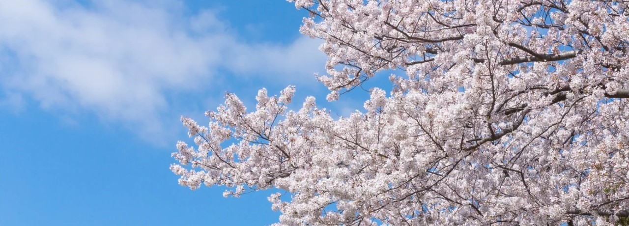 桜満開、祝合格