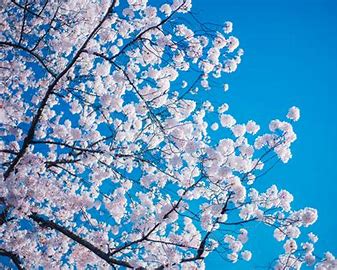 桜満開、祝合格